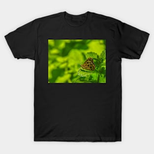 Ringed Xenica Butterfly T-Shirt